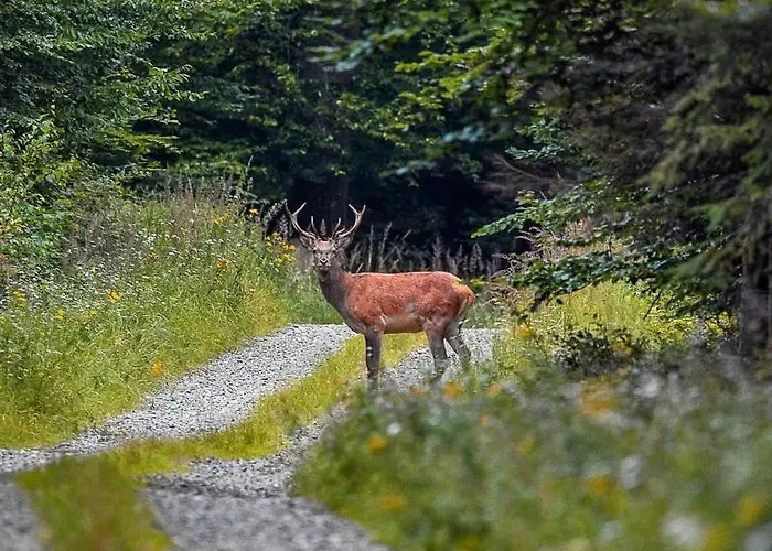 O Bilho Panzió Vinhais